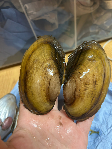 Fragile Papershell