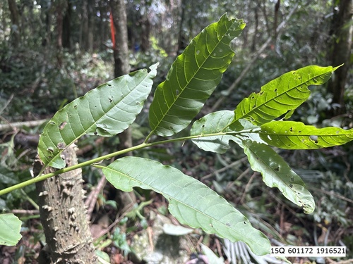 Annona reticulata observed 2026-09-22