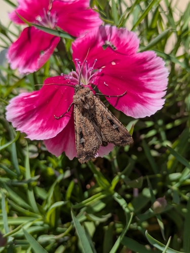 Bogong Moth