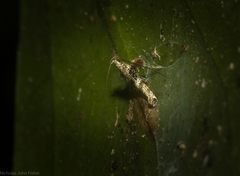 Cyphosticha panconita