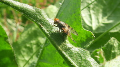 Otites porcus
