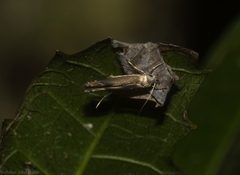 Thiotricha atractodes