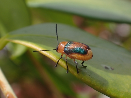 Iridescent Leaf Cylinder Beetle
