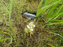Triphysaria versicolor