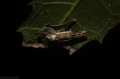 Thiotricha atractodes