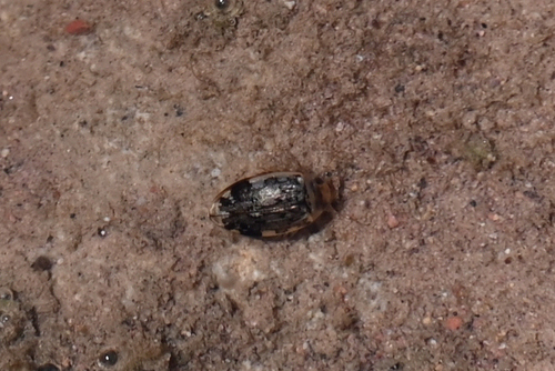 Laccophilus fasciatus