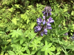 Lupinus onustus