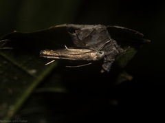 Thiotricha atractodes