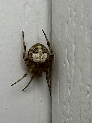 Butterfly Orbweaver