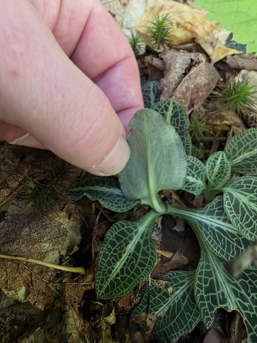 Goodyera pubescens, photograph 4