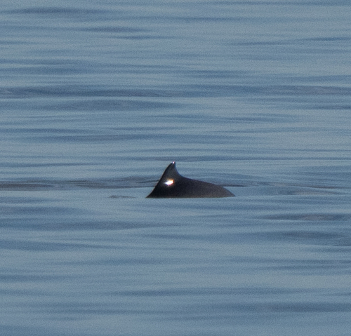 Harbour Porpoise