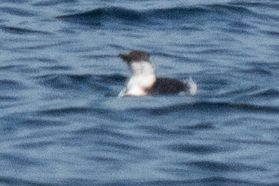 Common Murre