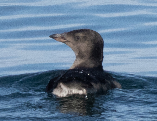 Rhinoceros Auklet