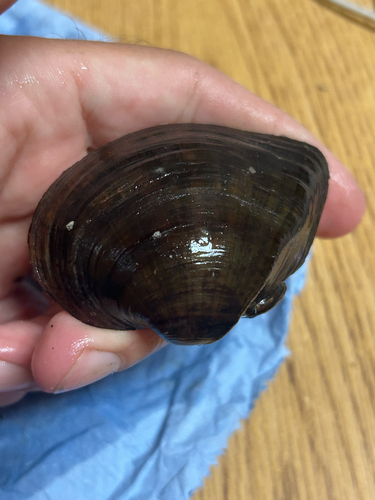 Deertoe Mussel