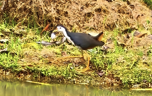 White-breasted Waterhen