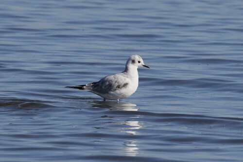 Bonaparte's Gull