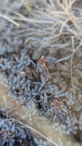 matted wild buckwheat