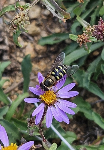 Common Loopwing Aphideater
