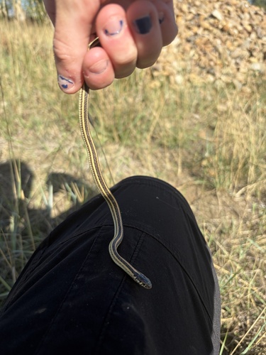 Plains Garter Snake