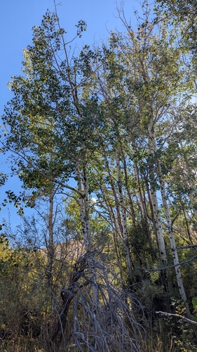 quaking aspen