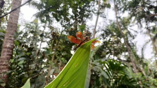 Russet Percher