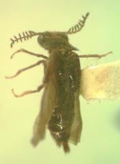 Mastinocerus