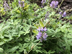 Lupinus onustus