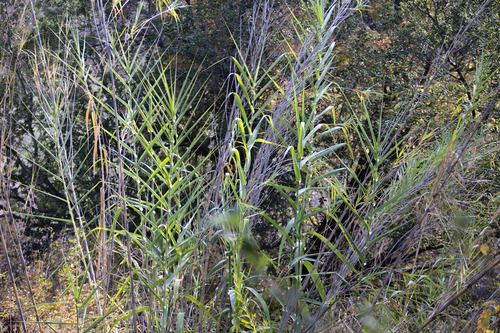 Arundo donax, photograph 6