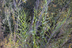 Arundo donax, photograph (c) Gavin Skeen, some rights reserved (CC BY)
