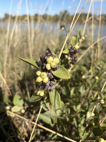 Western Snowberry