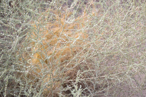 Cuscuta californica, photograph 2