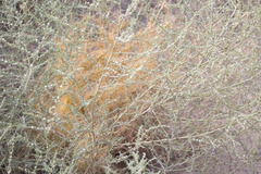 Cuscuta californica, photograph (c) Gavin Skeen, some rights reserved (CC BY)