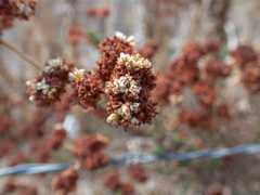Eriogonum fasciculatum, photograph (c) Gavin Skeen, some rights reserved (CC BY)