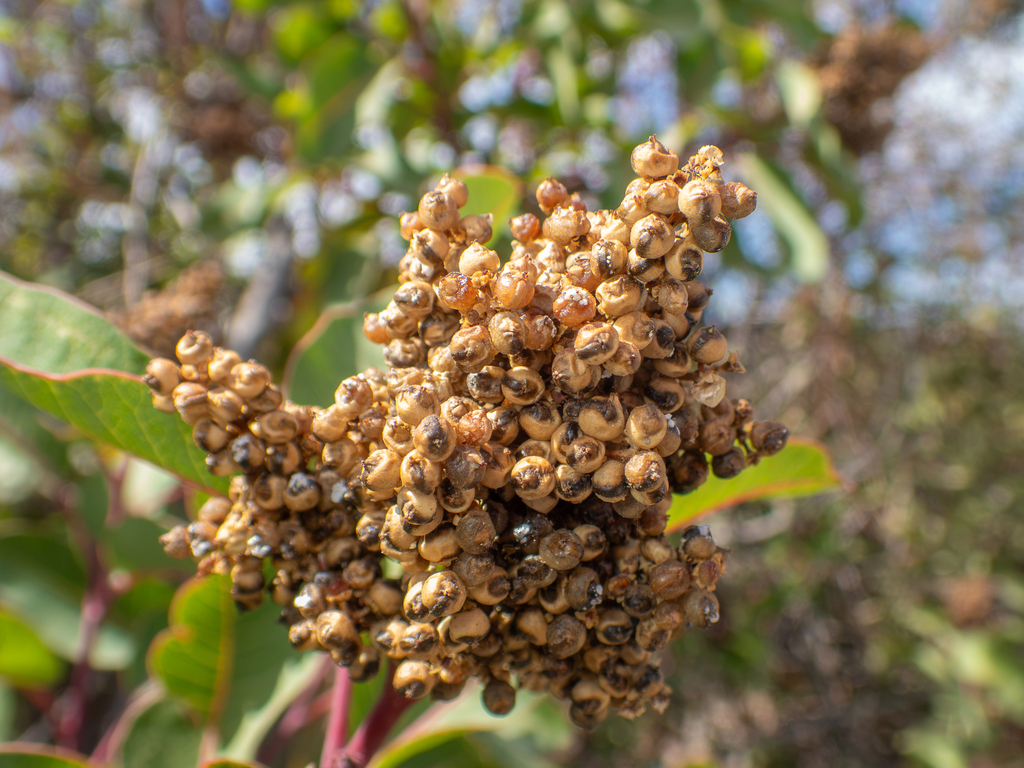 Malosma laurina; photograph (c) Gavin Skeen, some rights reserved (CC BY)