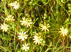 Blennosperma bakeri