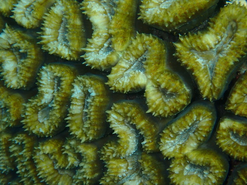 Lobophyllia corymbosa observed 2026-09-18