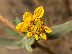 Helianthus gracilentus