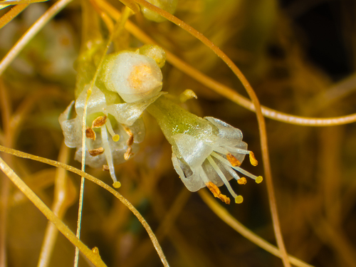 Cuscuta californica, photograph 1