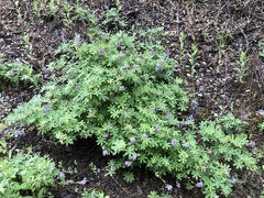 Lupinus onustus