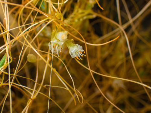 Cuscuta californica