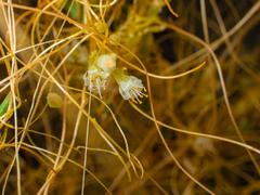 Cuscuta californica
