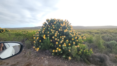 Leucospermum conocarpodendron, photograph 4