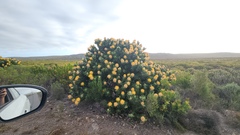 Leucospermum conocarpodendron, photograph (c) Patrick Jackson, some rights reserved (CC BY)