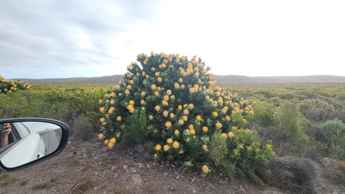 Leucospermum conocarpodendron, photograph 3