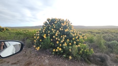 Leucospermum conocarpodendron, photograph (c) Patrick Jackson, some rights reserved (CC BY)