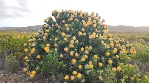 Leucospermum conocarpodendron, photograph 2