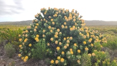 Leucospermum conocarpodendron, photograph (c) Patrick Jackson, some rights reserved (CC BY)