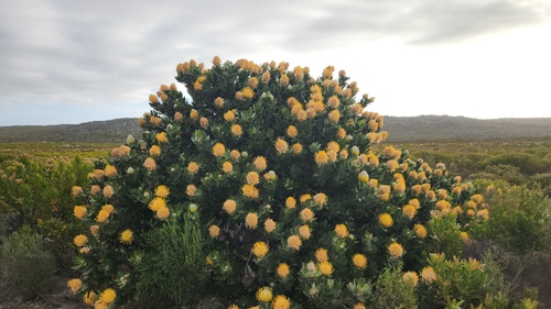 Leucospermum conocarpodendron, photograph 6