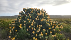 Leucospermum conocarpodendron, photograph (c) Patrick Jackson, some rights reserved (CC BY)