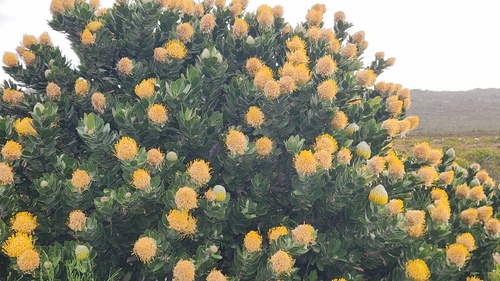 Leucospermum conocarpodendron, photograph 5